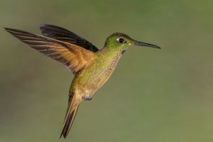 Fawn-breasted Brilliant