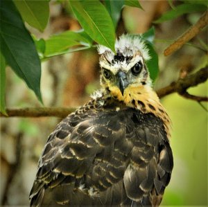 Juvenile Crested goshawk