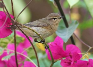 Chiffchaff