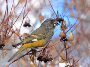 White-winged Grosbeak (female)