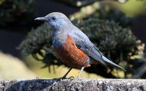 Blue Rock Thrush