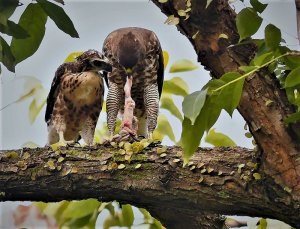 Teaching chick the Art of Fine Dining (Crested goshawk)