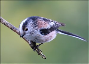 Long tailed tit (close-up)