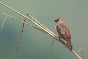 Pin-tailed Whydah