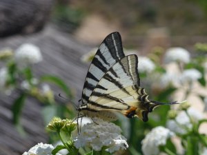 Swallowtail. Papilio machaon