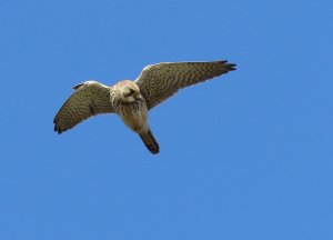 kestrel