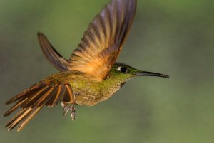Fawn-breasted Brilliant