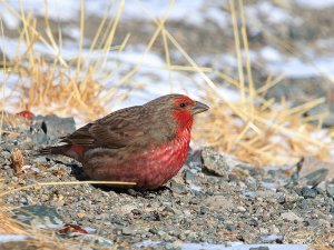 Red-breasted Rosefinch (Carpodacus puniceus)