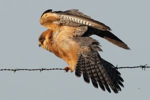 female red-footed falcon