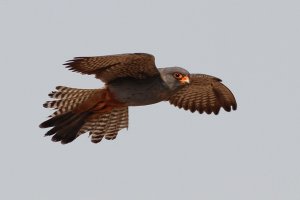 immature male red-footed falcon