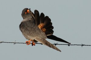 male red-footed falcon, preening