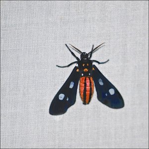 Wasp-mimic Moth