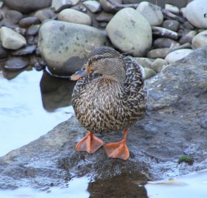 Female Mallard