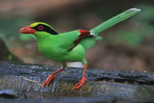 Green Magpie