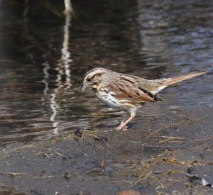 Song Sparrow