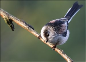 Long tailed tit