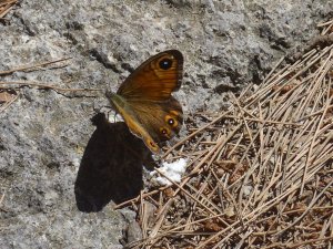 Large wall brown