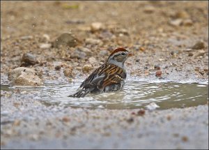 Chipping Sparrow