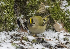 Goldcrest