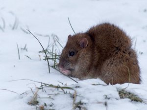 Snacking in the snow