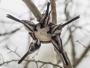 Five-star Long-tailed Tits