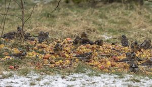 Feasting Fieldfares