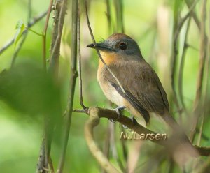 Gray-cheeked Nunlet