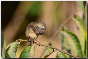 Tawny-flanked Prinia