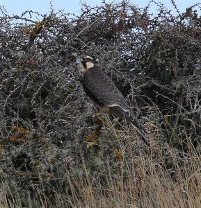 Aplomado Falcon