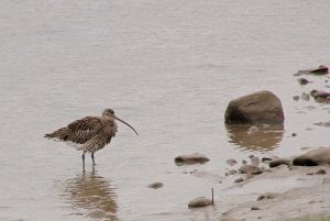 Curlew at Glasson Dock