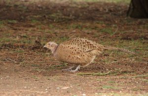 Female_Pheasant2