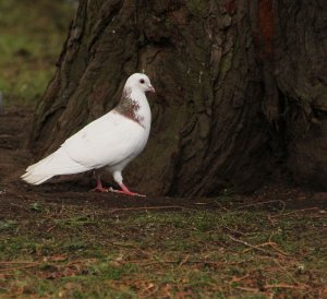 Male White Dove