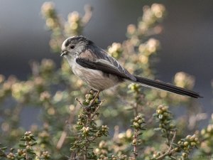 Long Tailed Tit