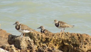 Ruddy Turnstones