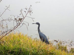 Little Blue Heron