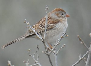 Field Sparrow