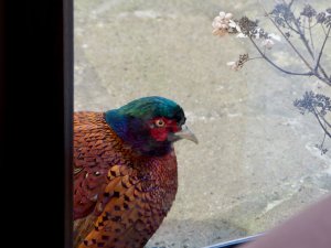 SF: peeping pheasant
