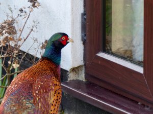 SF: peeping pheasant