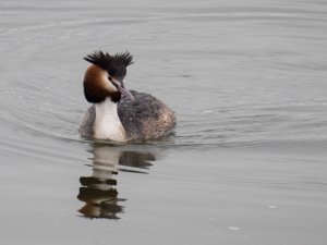 Great-crested Grebe