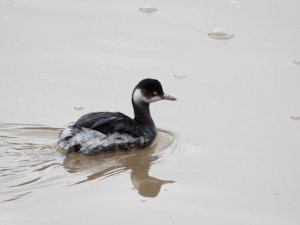 Black-necked Grebe