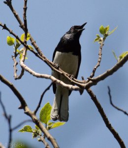 Black Headed Cuckooshrike