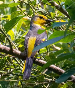 Scarlet Minivet Female