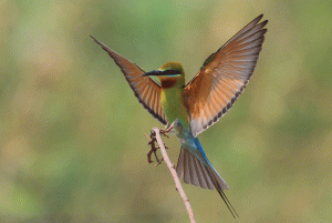 Blue-tailed Bee-eater