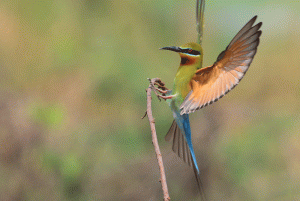 Blue-tailed Bee-eater