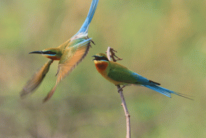 Blue-tailed Bee-eater