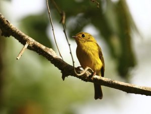 Citrine Canary Flycatcher