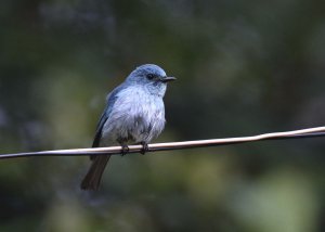 Turquoise Warbling Flycatcher