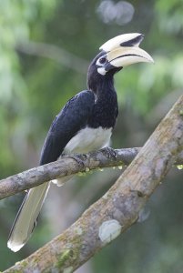 Oriental Pied Hornbill