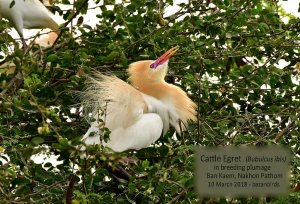 Cattle Egret in breeding plumage
