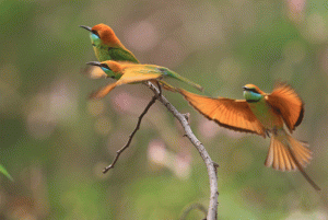 Green Bee-eater